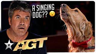 WILDEST Animal Auditions on America's Got Talent!