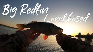 Land Based: How to Catch a BIG Redfin Perch on Soft Plastics