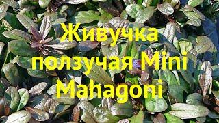 Живучка ползучая Мини Махагони. Краткий обзор, описание ajuga reptans mini mahagoni Mini Mahagoni