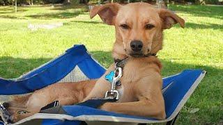 Dogs are the bringers of LAUGHTER to Earth Funniest Dog Ever!