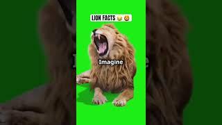 Hilarious Lion Facts You Didn't Know      #FunnyLionFacts #WildlyFunny #AnimalHumor #viralvideo