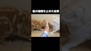 猫達の喧嘩を止めに入った結果...笑#shorts