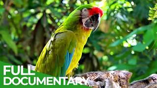 Our Nature: Symphony of Life | Free Documentary Nature