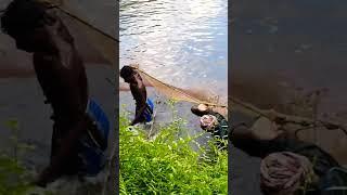 net fishing in my talab #short #shorts #shortvideo #fishing #fish #nature #net