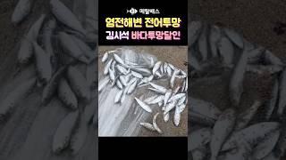 염전해변 전어투망, 한국투망협회 김시석 바다투망달인, 추운 겨울철 고기잡이 #castnet #fishing #pesca