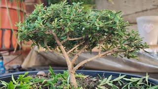 TRIMMING OLIVE TREE BONSAI