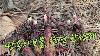 최고의 항암약재인 땅속 천연 항생제를 찾아서 삼만리!