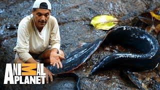 Moreia-de-fogo ataca Frank! | Perdido no Sudeste Asiático | Animal Planet Brasil