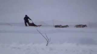 Sled Dog Crash