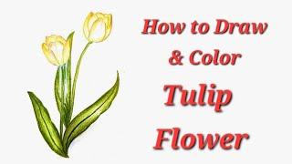 How to Draw & Color Tulip Flower using Pencil colors | Beginner-Friendly Tutorial