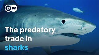 Europe's shark trade - A billion-dollar business threatening marine ecosystems | DW Documentary