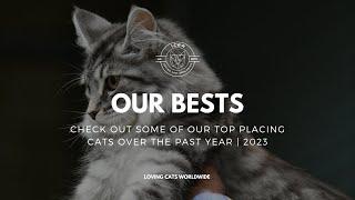 Check out our Bests! | Loving Cats Worldwide CATstravaganza #1's