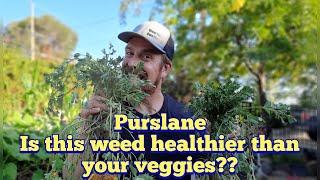 Purslane - Is This Wild Edible Weed Healthier Than Your Veggies?