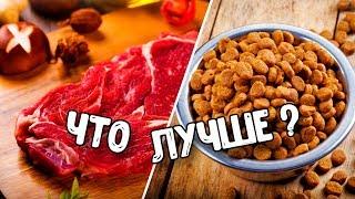 НАТУРАЛКА ПРОТИВ СУХОГО КОРМА