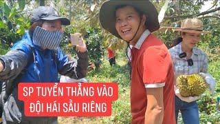 #68 Sư Phụ Khương Dừa tuyển thẳng 4D vào biệt đội hái sầu riêng siêu đẳng| Dung Dăng Dung Dẻ