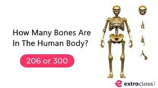 Human Skeleton | Bones | Cartilage | Skeleton System