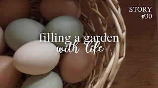 making dreams come true - broody hen hatching eggs‍ silent garden vlog no talking GER Subs