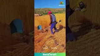 This Mini Wheat Harvester is Oddly SATISFYING & Kinda Badass!  #oddlysatisfying #asmr #farming