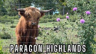 Meet the Paragon Highland Cows! Get Up & Close to Learn Their Story!