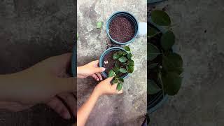 If you don t want to spend money on buying rose seedlings when growing roses let s take cu