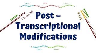 Post Transcriptional Modifications || mRNA processing || 5' Capping || Poly A Tail || Splicing