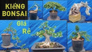 12/3,, Báo giá,, đủ loại kiểng Bonsai (giá rẻ) Cần giao lưu. Bao síp Toàn Quốc