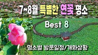 특색있는 연꽃 명소 8곳 l 명소별 촬영일과 개화 상황 , 축제 일정 안내