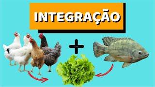 [COMO ISSO É POSSIVEL!!] INTEGRAÇÂO - GALINHAS E PEIXES