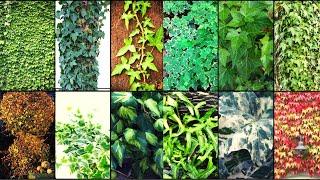 IVY VARIETIES - Plants Weekly