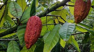 Sunday Evening Show The Hawaii Chocolate Industry