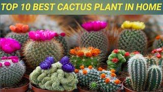 Top 10 beautiful cactus plant in home   #beautiful #viral