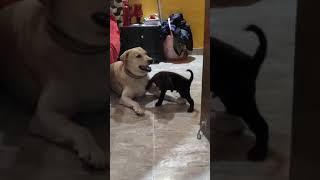 Tiger 's New friend  #shorts #vineetpandeyvlogs