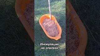 ИНОКУЛЯЦИЯ НА ОПИЛКАХ