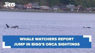 Whale watchers report increase in Bigg's orca sightings