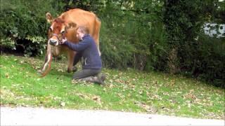 Teaching my Cow tricks - The Bow