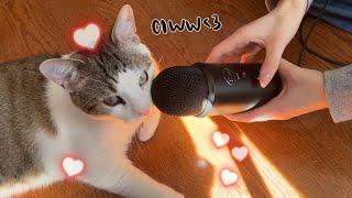 Cat ASMR for 3 Minutes  My Cat Is Made of Plastic