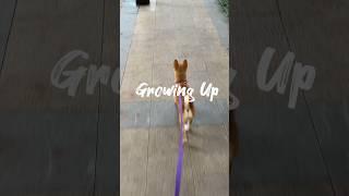 Watch my furry companion grow from a puppy to a wise companion.#timeflie #furrycompanion #puppytodog