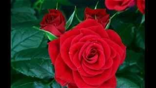 flower red rose blooming