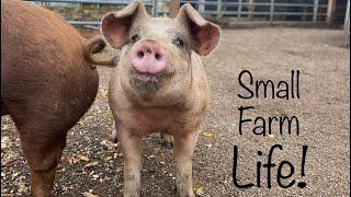 Small Family Farm - It’s a Great Life!