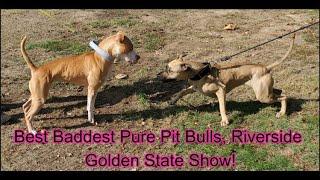 Best Baddest Pure Pit Bulls! Riverside, Califas Golden State Show 2023 :)