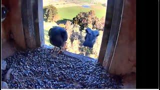 FalconCam Project ~ Honey I'm Home & Ready To Incubate The Eggies! X's Perfect GCW Jump  9.13.24