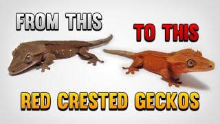 The Secret Of Red Crested Geckos!