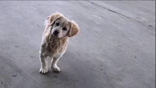 "Come here and I'll take you home" - stray puppy shivering from cold and hunger