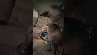 she's so needy 🩷 #dog #xoloitzcuintli #dogsofyoutube #mexicanhairless #doglife #doglover