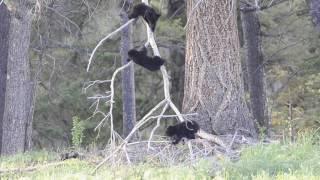 Black Bear Cubs Tree Wrestling