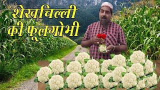 शेखचिल्ली की फूलगोभी || shekhchilli fulgobi wala || jai shri krishna shekhchilli