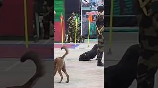 Indian army labrador #shorts #army #viral #trending