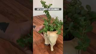 Top 10 beginner plants | top 10 low maintenance plants | top indoor / balcony plants #shorts