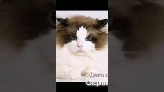 Породы кошек по зз