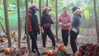 Taking Care of Free-range Egg-laying Chickens. Sell ​​Broiler Chickens to Traders in the Village